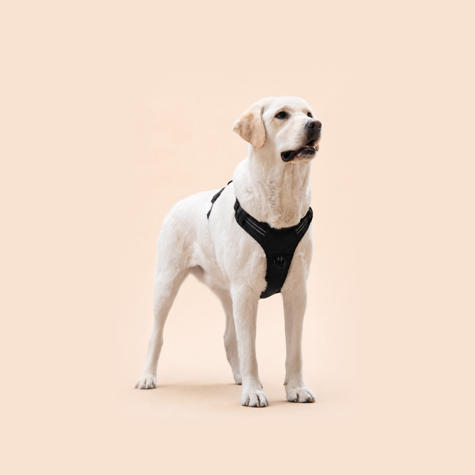 HERDWILD Reflective Dog Harness - Black