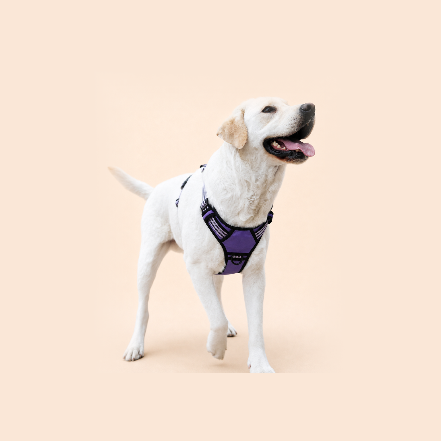 HERDWILD Reflective Dog Harness - Black