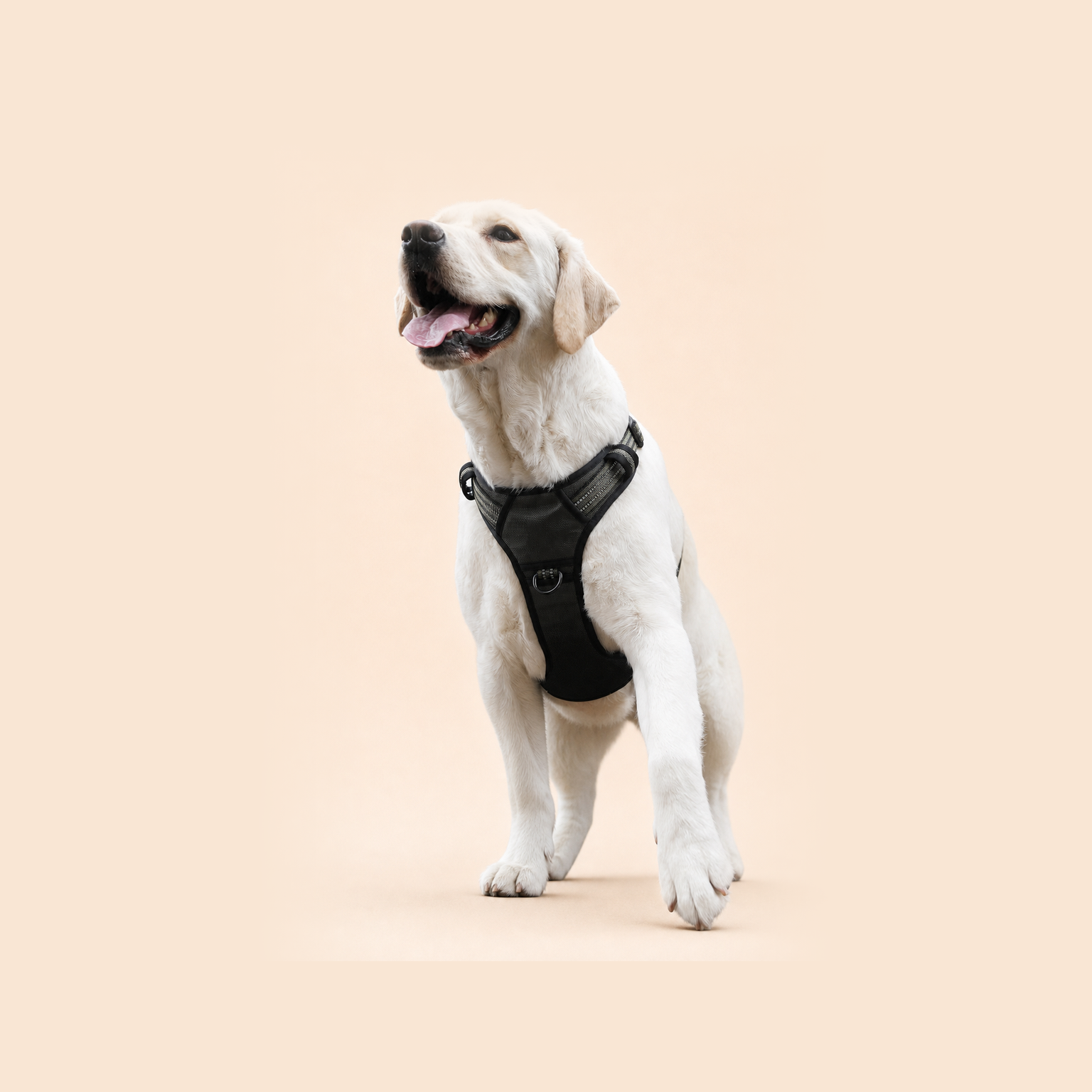 HERDWILD Reflective Dog Harness - Black
