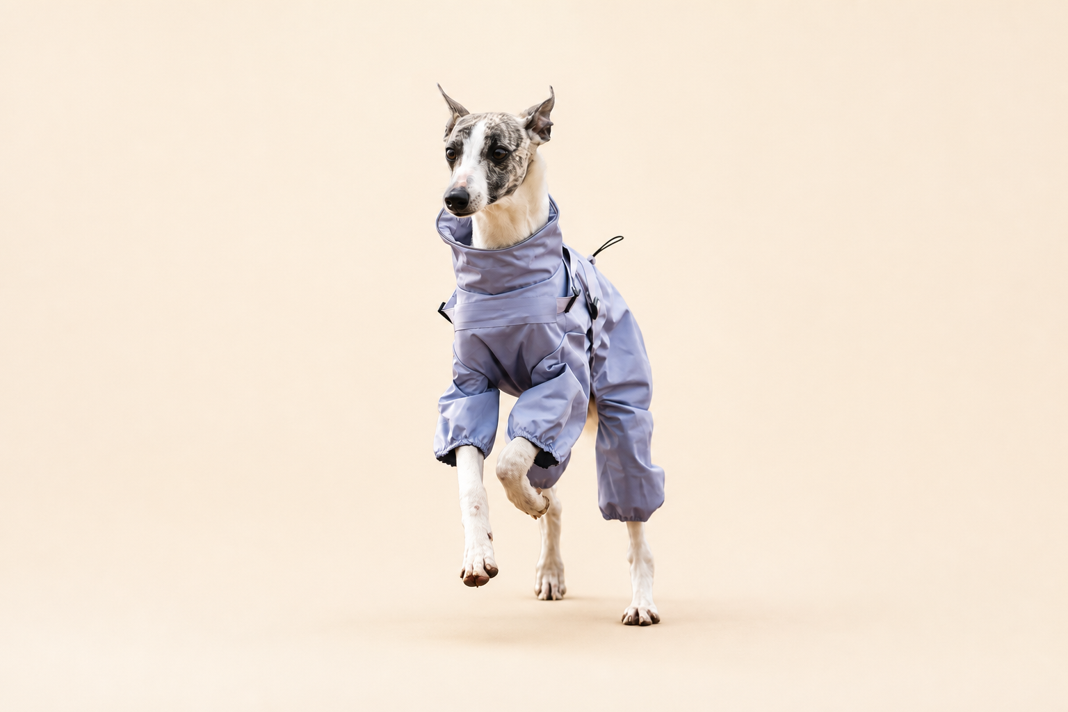 Dog running in a lilac HERDWILD four-leg raincoat